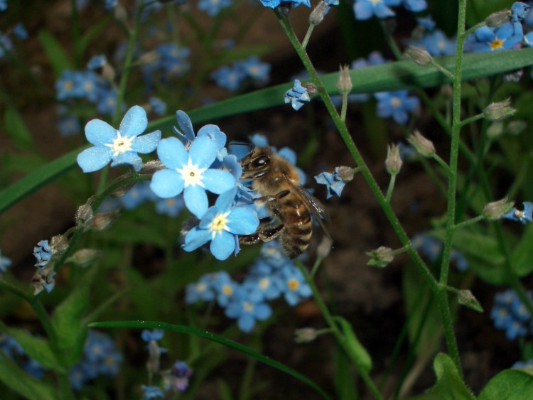 Fonds d'cran Animaux Insectes - Abeilles Gupes ... Petite abeille