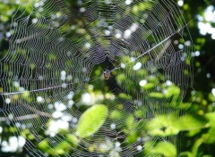 Fonds d'cran Animaux Image sans titre N138984