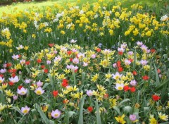 Fonds d'cran Nature Tulipes et narcisses