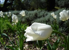 Fonds d'cran Nature La tulipe blanche