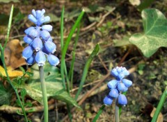 Fonds d'cran Nature Clochettes