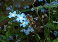 Fonds d'cran Animaux Petite abeille