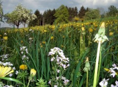 Fonds d'cran Nature Raz les pquerettes, ...