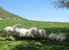 Wallpapers Animals Moutons & Intrus