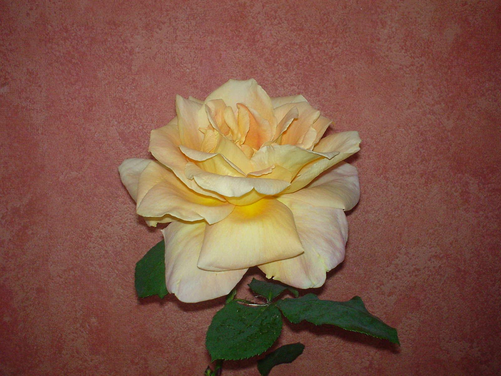 Fonds d'cran Nature Fleurs rose