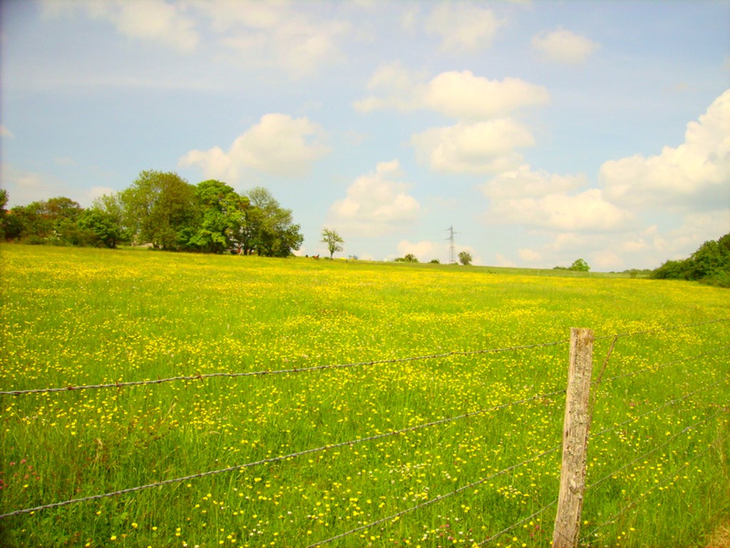 Fonds d'cran Nature Champs - Prairies 