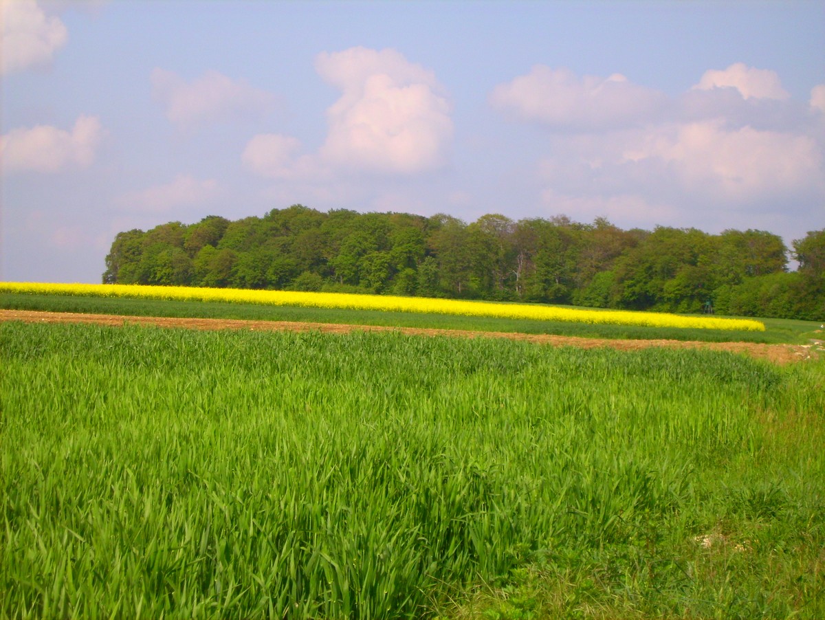 Wallpapers Nature Fields 