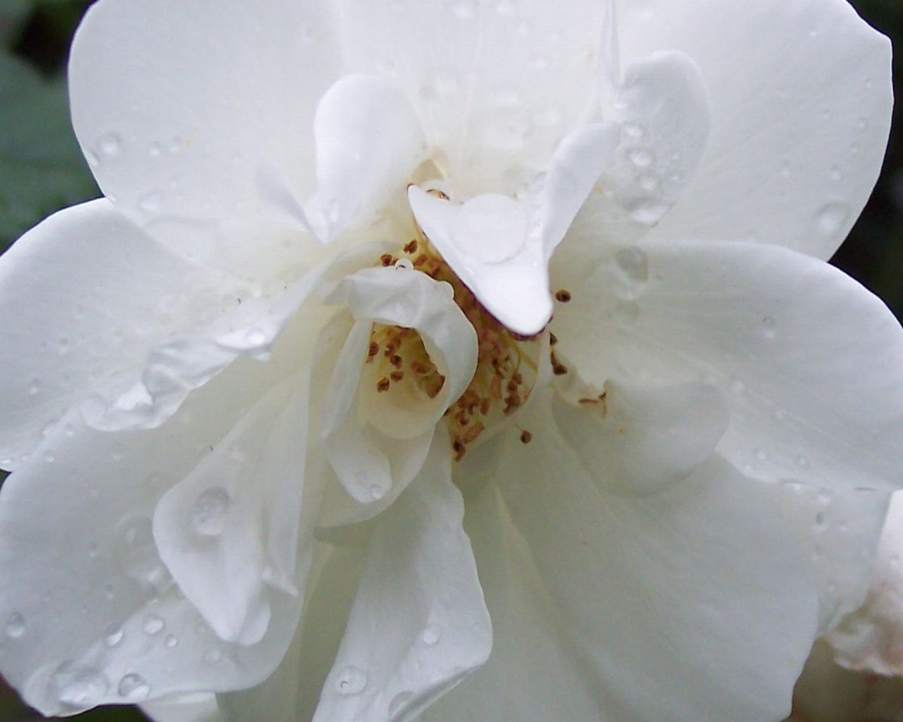 Fonds d'cran Nature Fleurs fleur blanche