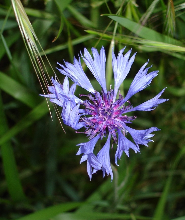 Fonds d'cran Nature Fleurs bleuet