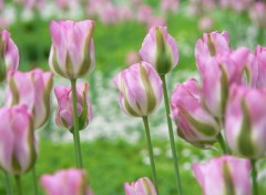 Wallpapers Nature partere de tulipe