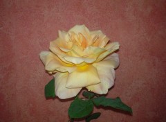 Fonds d'cran Nature rose