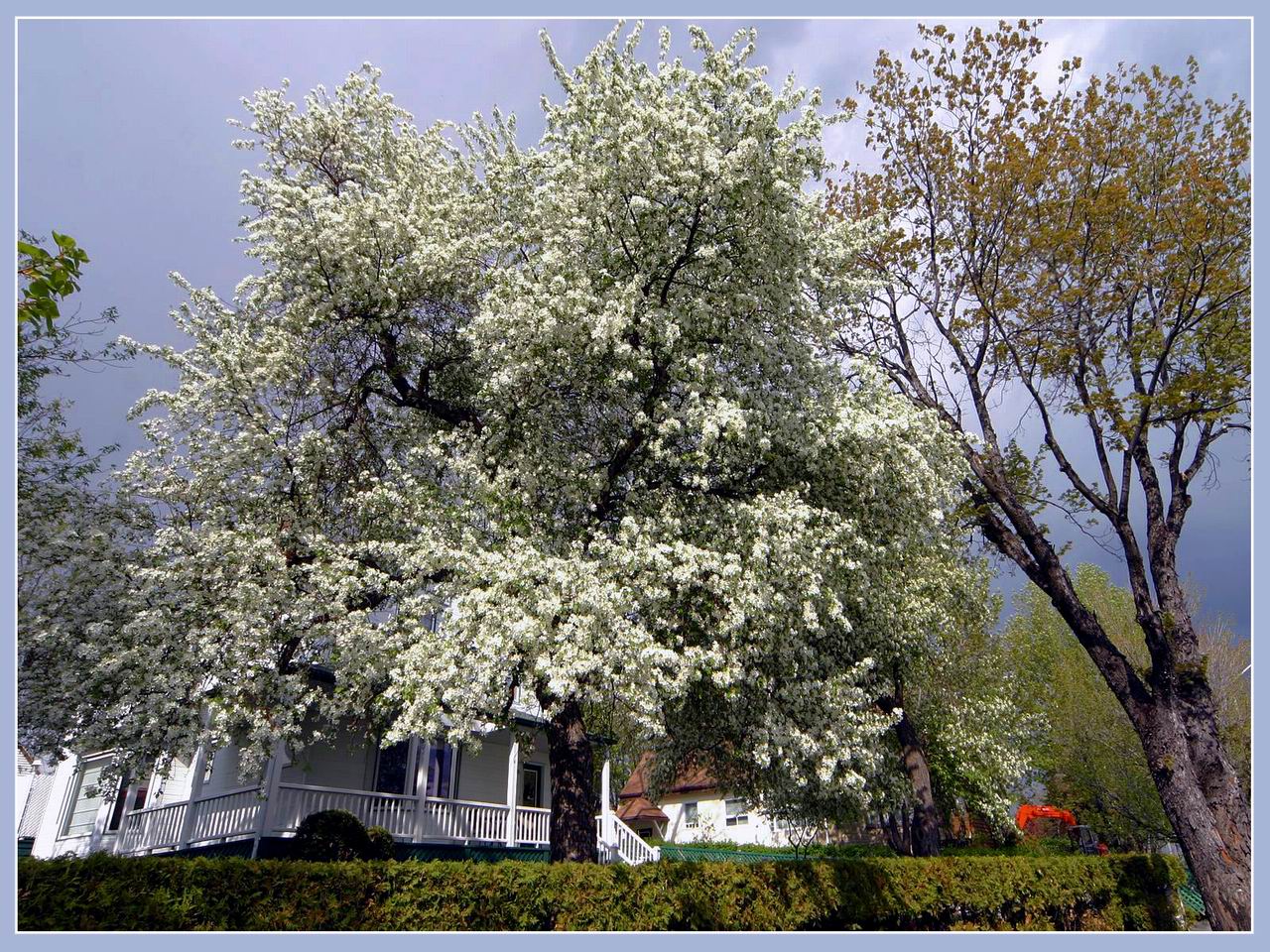 Fonds d'cran Nature Arbres - Forts Cerisier Geant