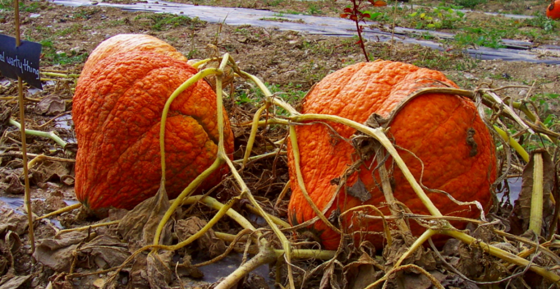 Wallpapers Nature Vegetables 