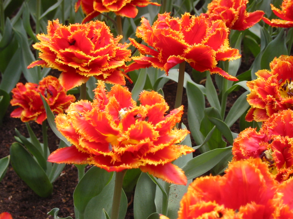 Fonds d'cran Nature Fleurs Tulipes denteles