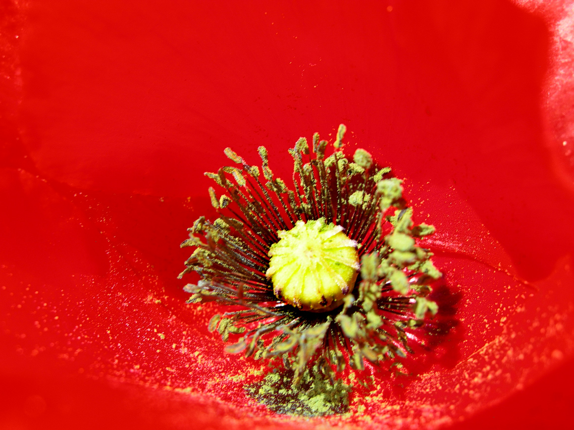 Fonds d'cran Nature Fleurs coquelicot