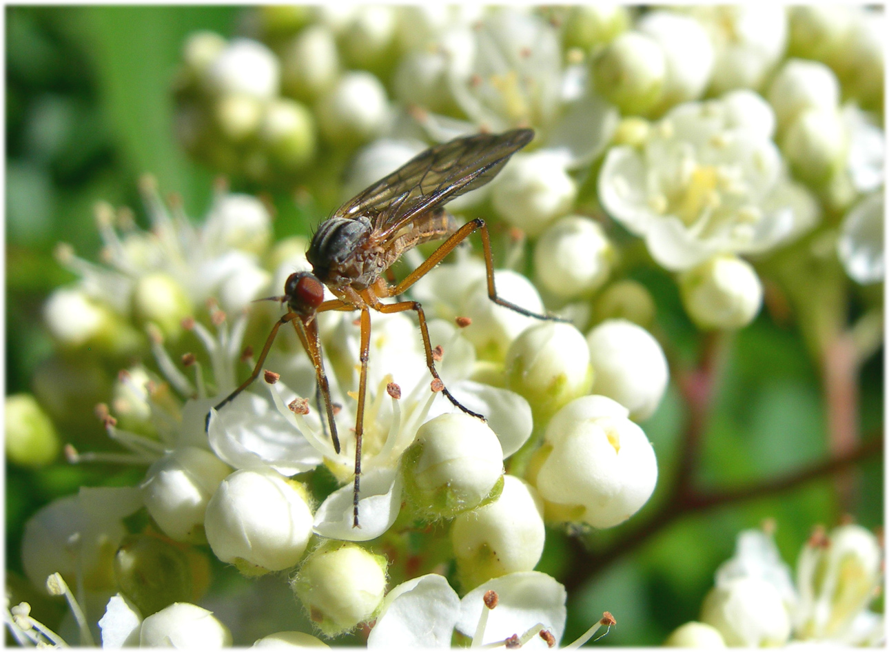 Fonds d'cran Animaux Insectes - Divers 