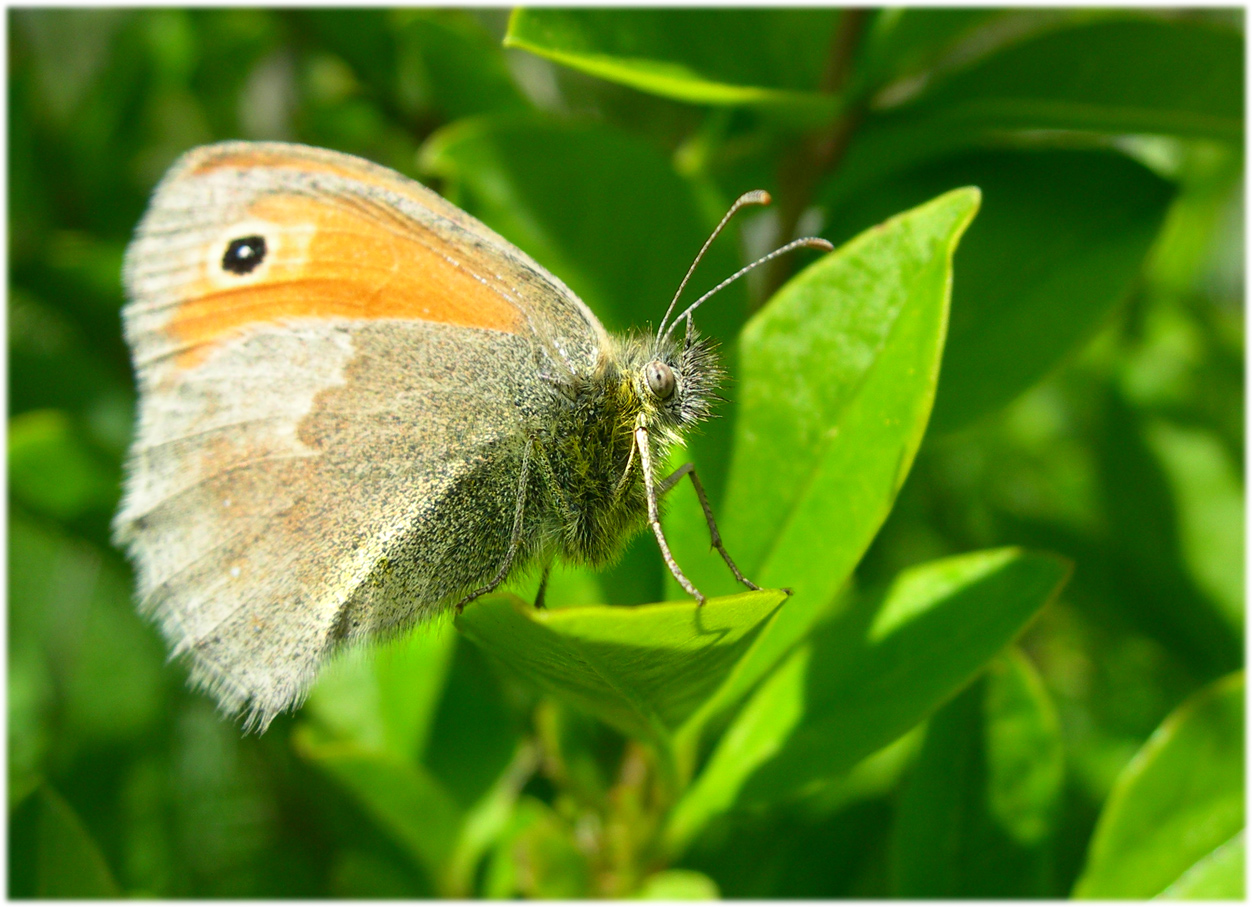 Fonds d'cran Animaux Insectes - Papillons papillon