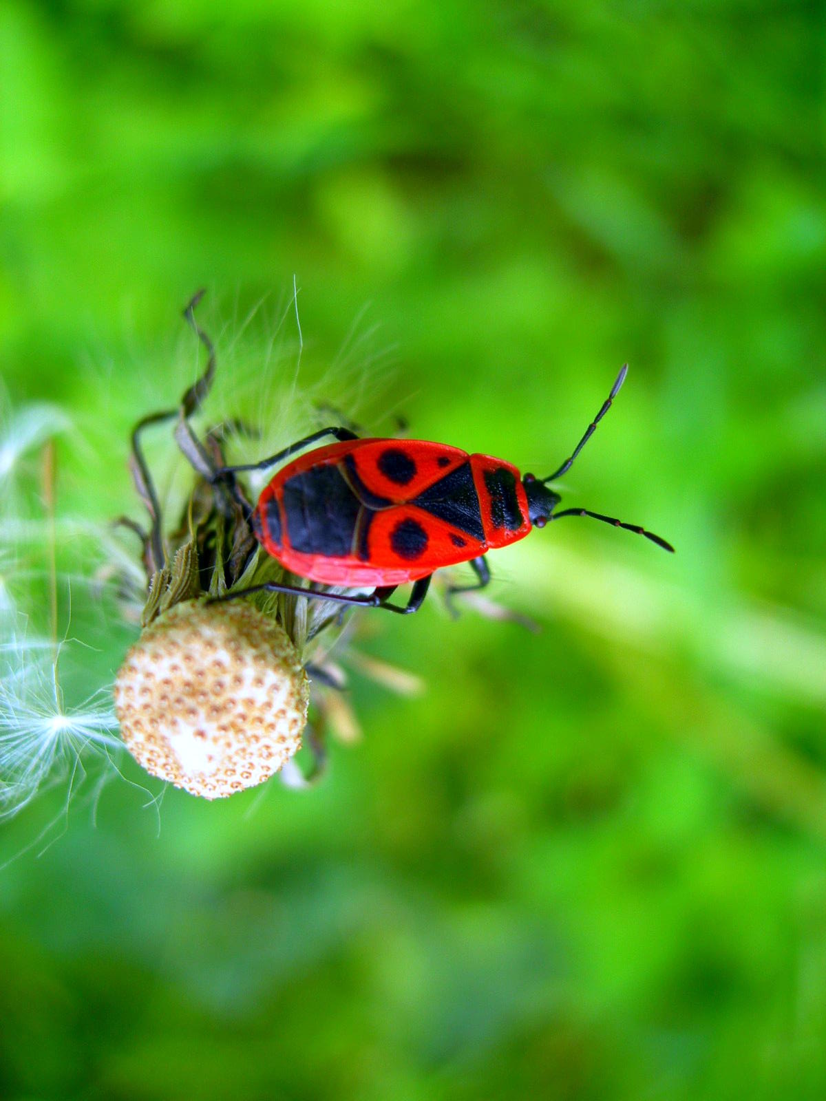 Wallpapers Animals Insects - Bugs Gendarme