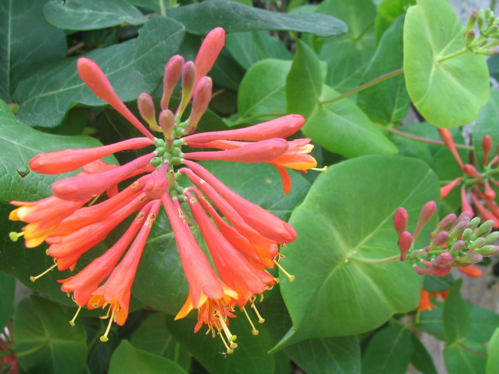 Fonds d'cran Nature Fleurs 