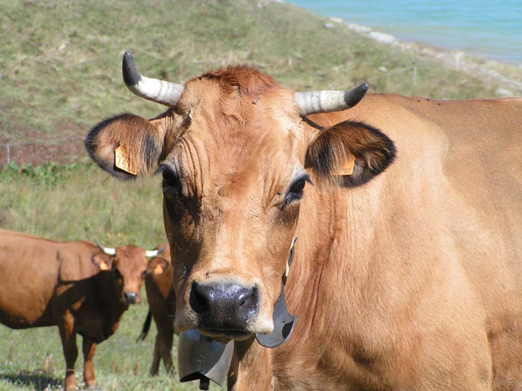 Fonds d'cran Animaux Vaches - Taureaux - Boeufs Marguerite