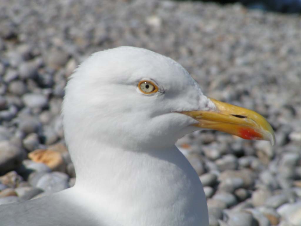 Wallpapers Animals Birds - Gulls Mouette