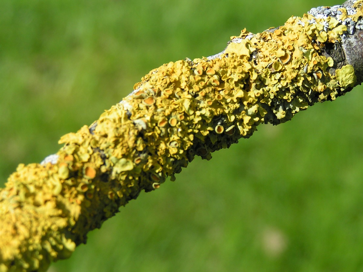 Wallpapers Nature Moss - Lichens 