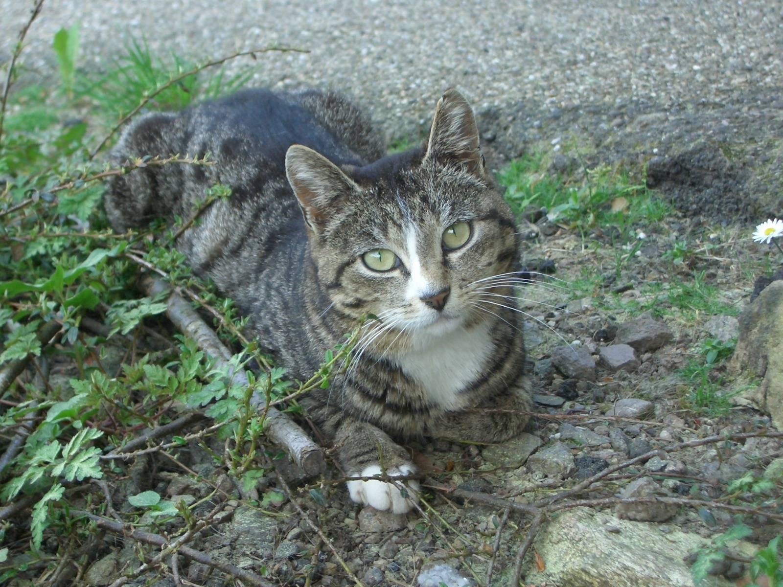 Fonds d'cran Animaux Chats - Chatons Cindy