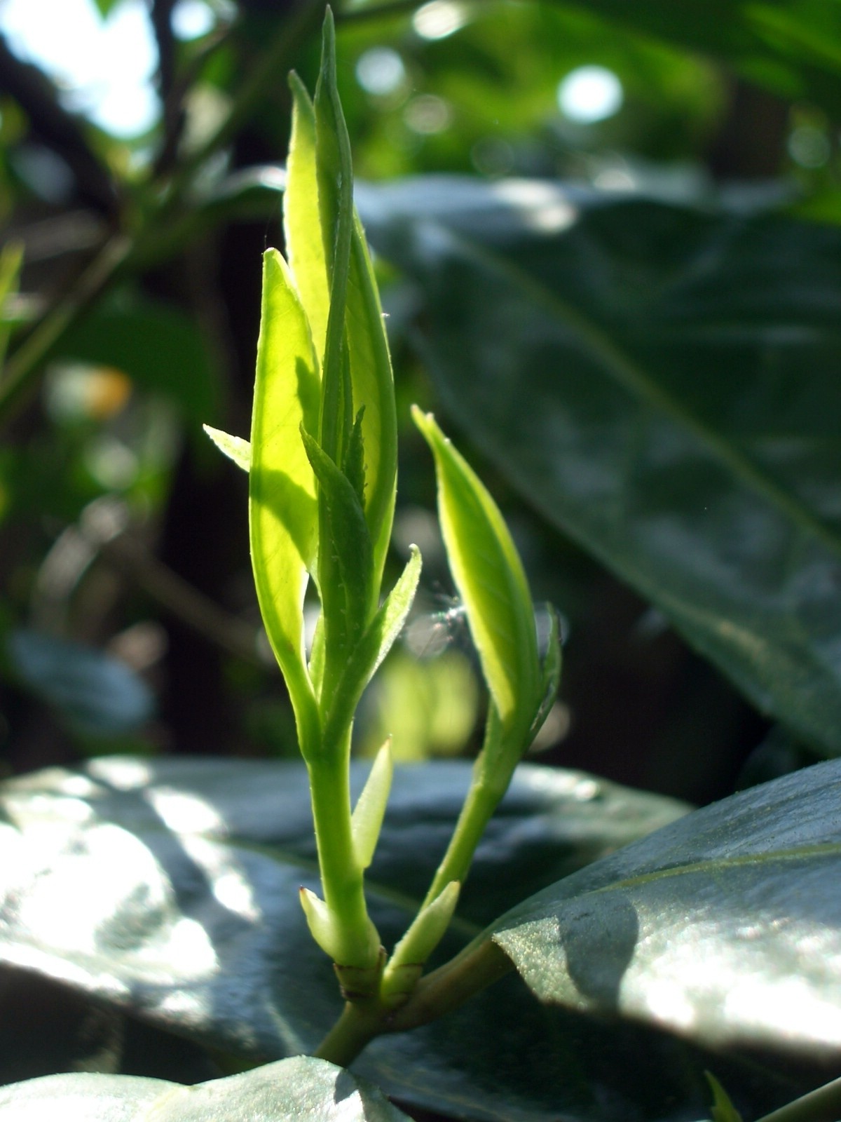 Fonds d'cran Nature Plantes - Arbustes 