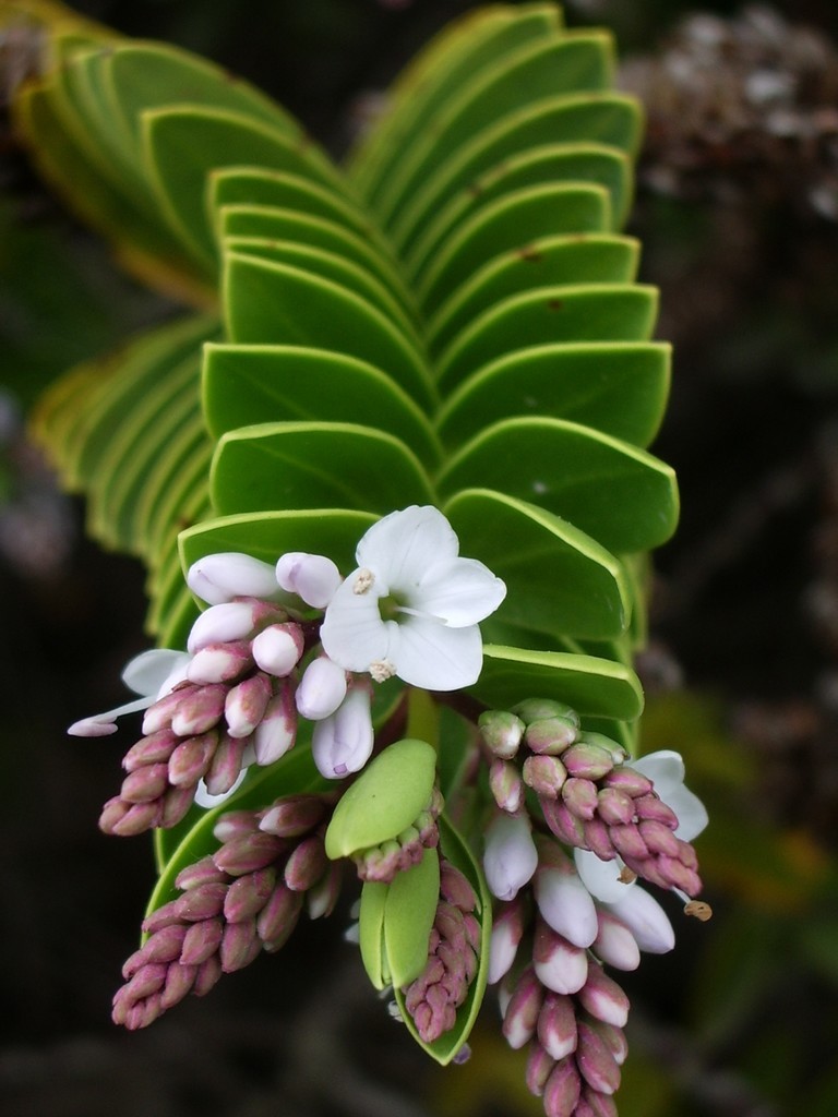 Fonds d'cran Nature Fleurs fleur