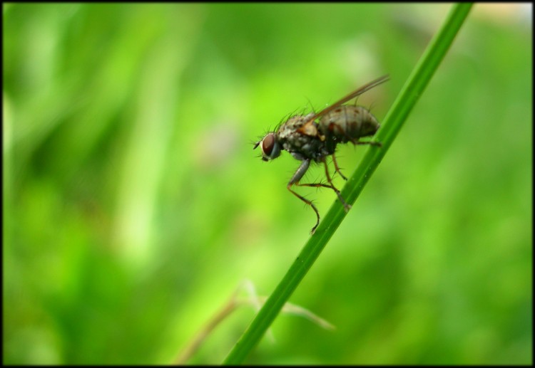 Wallpapers Animals Insects - Flies mouche