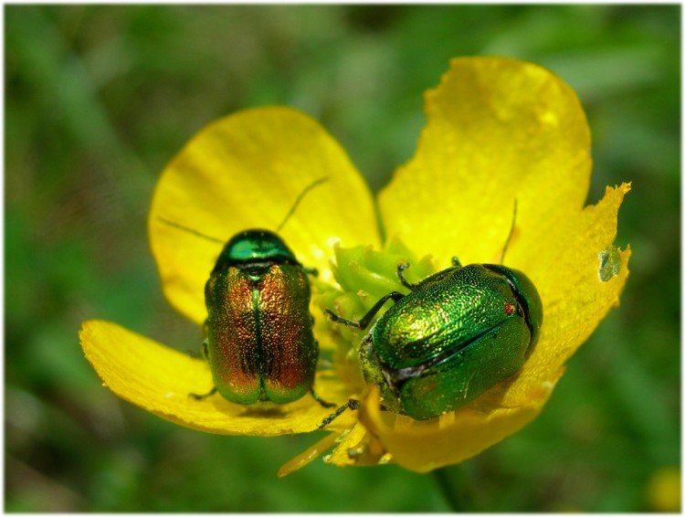 Wallpapers Animals Insects - Beetles Scarabes sur bouton d'or