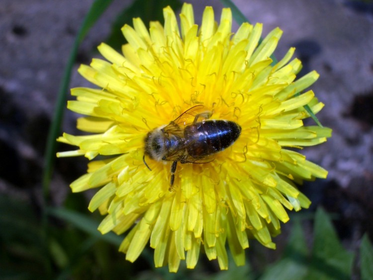 Fonds d'cran Animaux Insectes - Abeilles Gupes ... Abeille