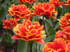 Fonds d'cran Nature Tulipes denteles