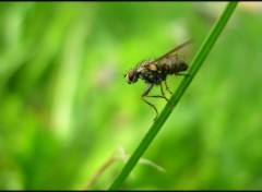 Wallpapers Animals mouche