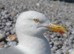 Wallpapers Animals Mouette