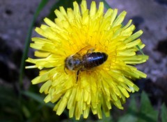 Fonds d'cran Animaux Abeille