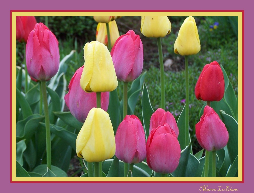 Fonds d'cran Nature Fleurs 