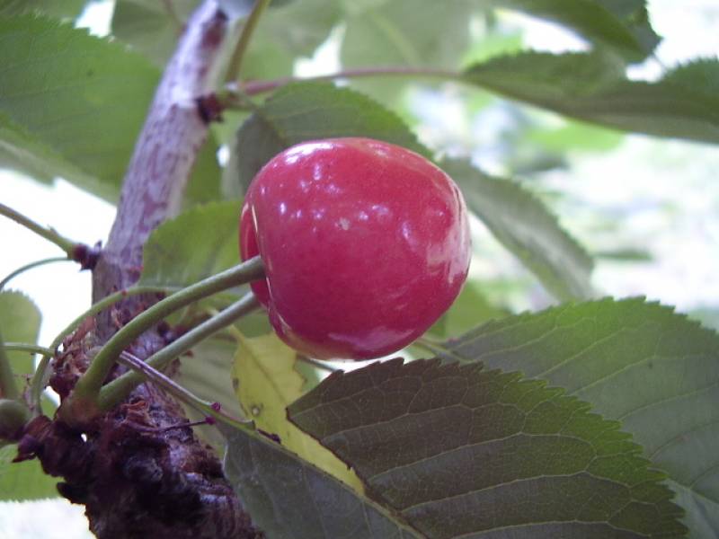 Fonds d'cran Nature Fruits seule,les autres ont fini en clafoutis