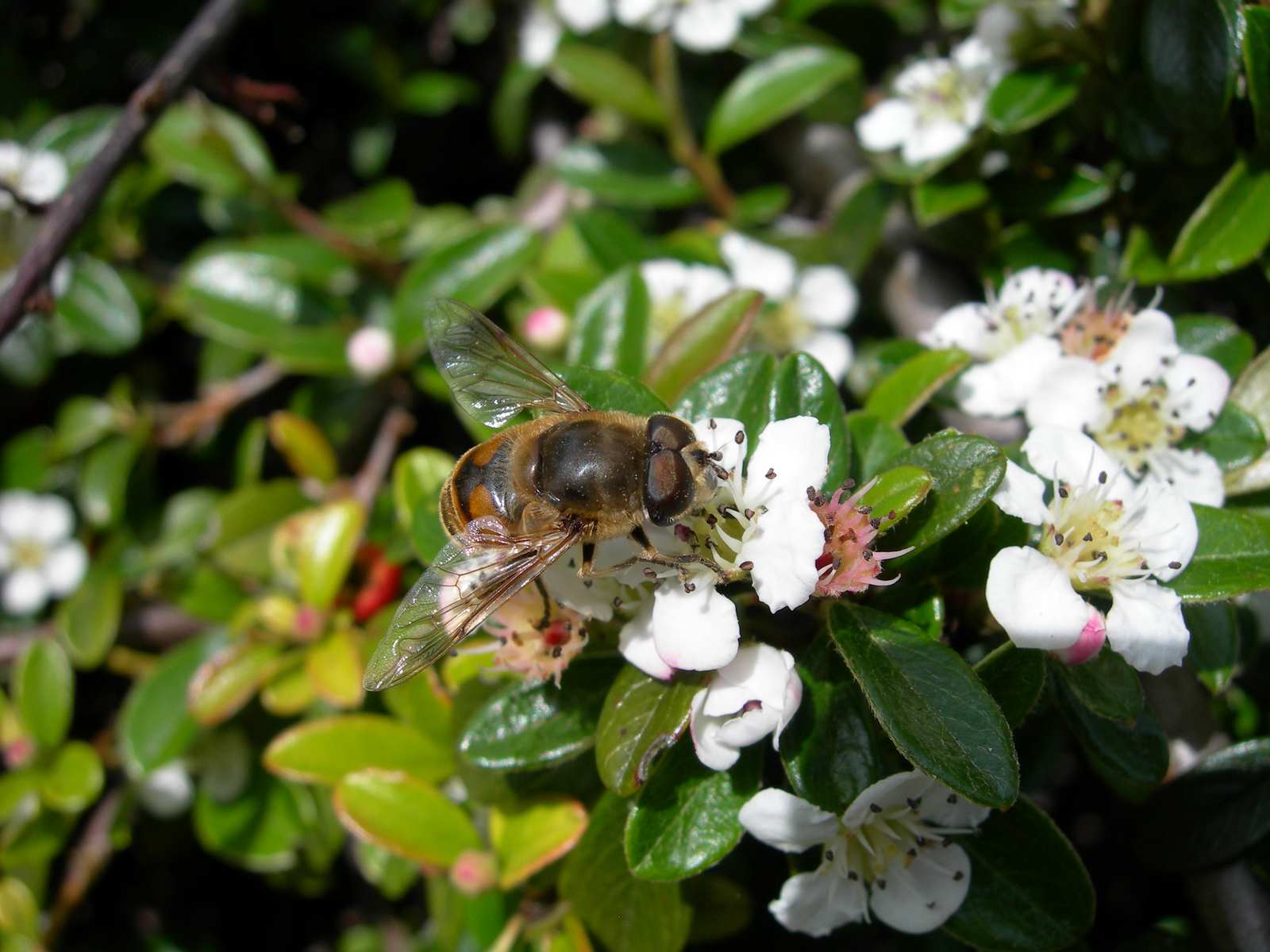 Fonds d'cran Animaux Insectes - Abeilles Gupes ... Abeille