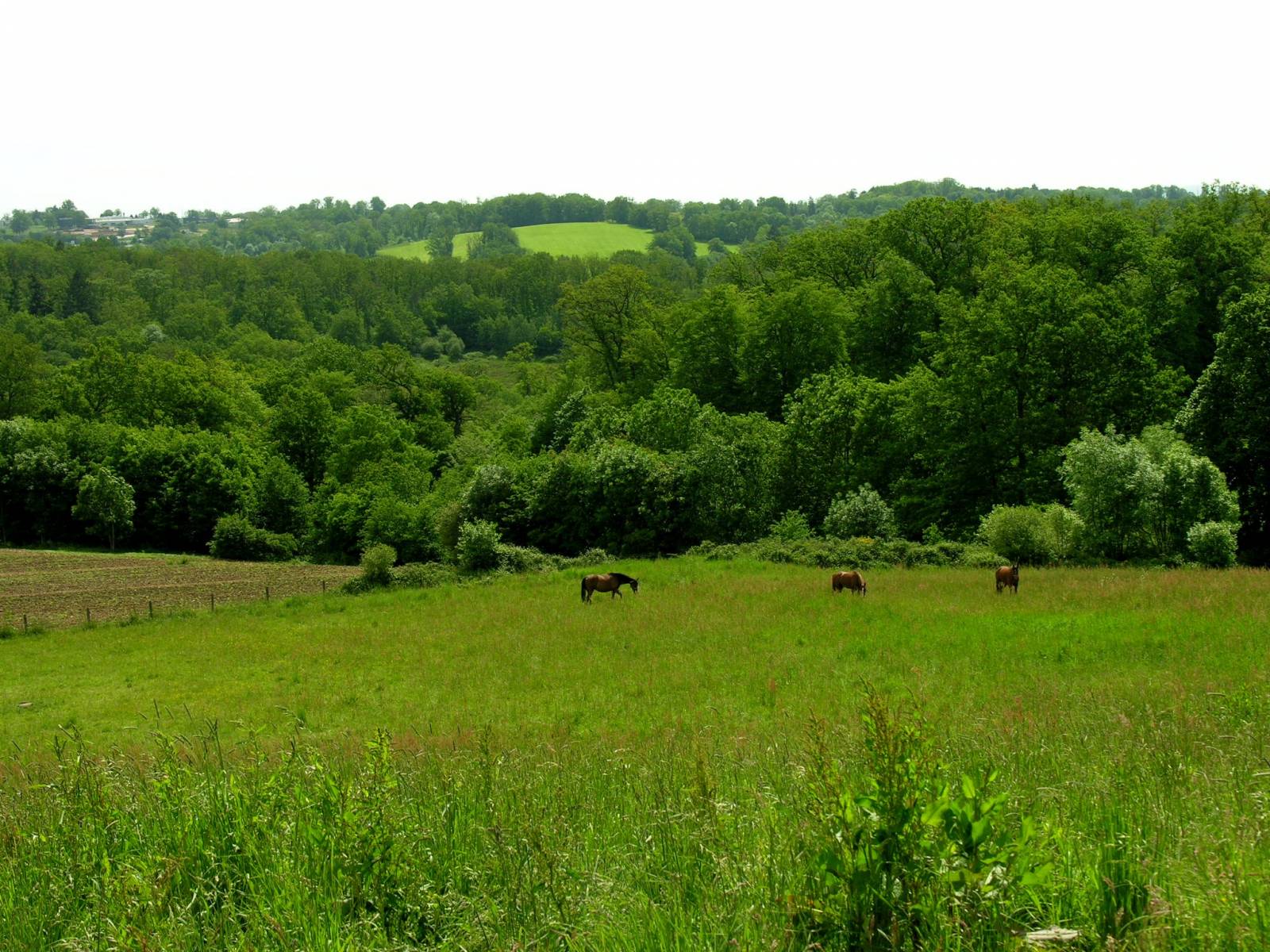 Fonds d'cran Nature Champs - Prairies oxygnation