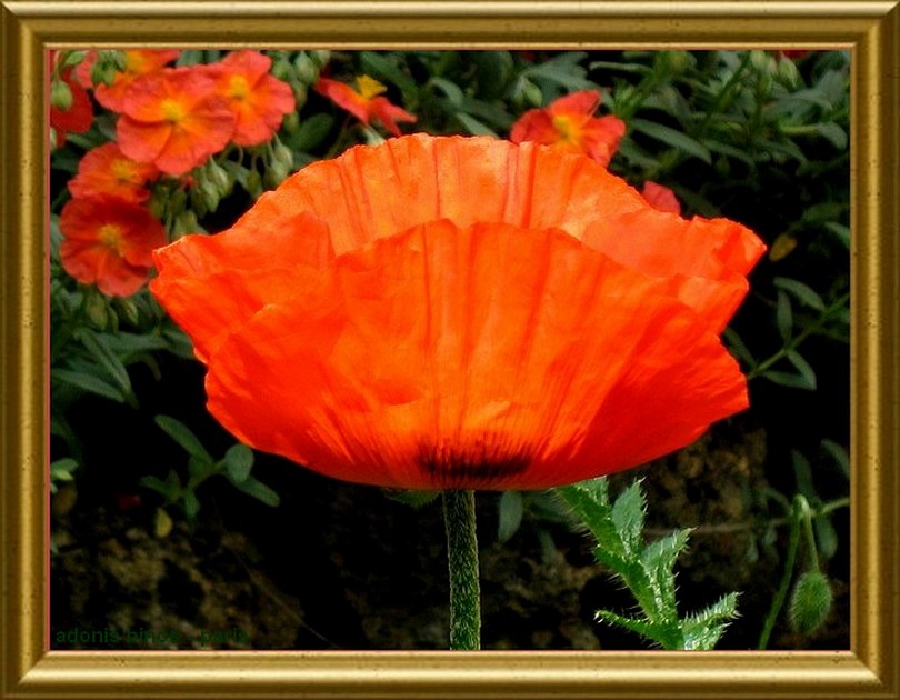 Wallpapers Nature Flowers Coquelicots avenue Champs Elysees-Rond Point