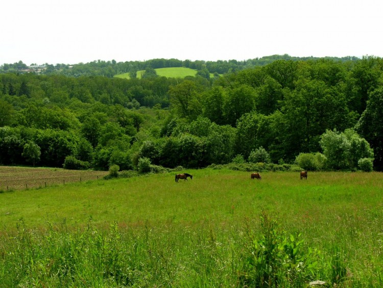 Fonds d'cran Nature Champs - Prairies oxygnation