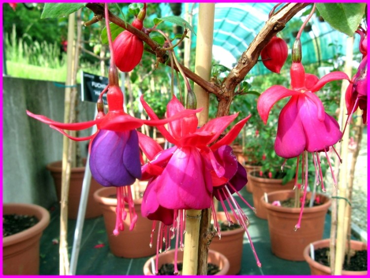 Fonds d'cran Nature Fleurs Fuschia