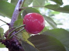 Fonds d'cran Nature seule,les autres ont fini en clafoutis