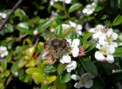 Fonds d'cran Animaux Abeille