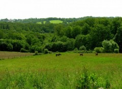 Fonds d'cran Nature oxygnation