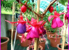 Fonds d'cran Nature Fuschia