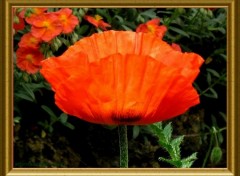 Fonds d'cran Nature Coquelicots avenue Champs Elysees-Rond Point