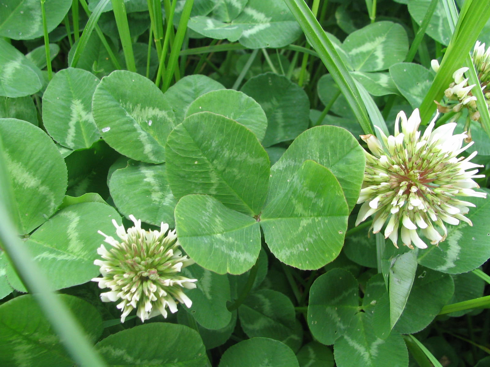 Fonds d'cran Nature Fleurs 