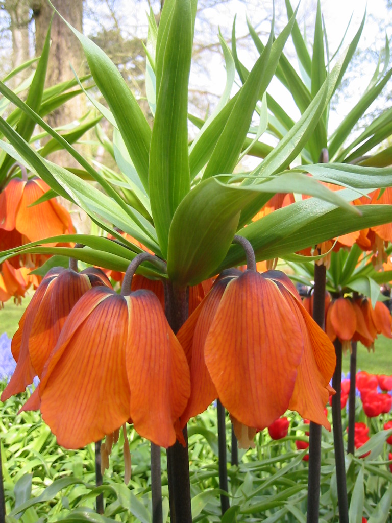 Fonds d'cran Nature Fleurs Fritillaires